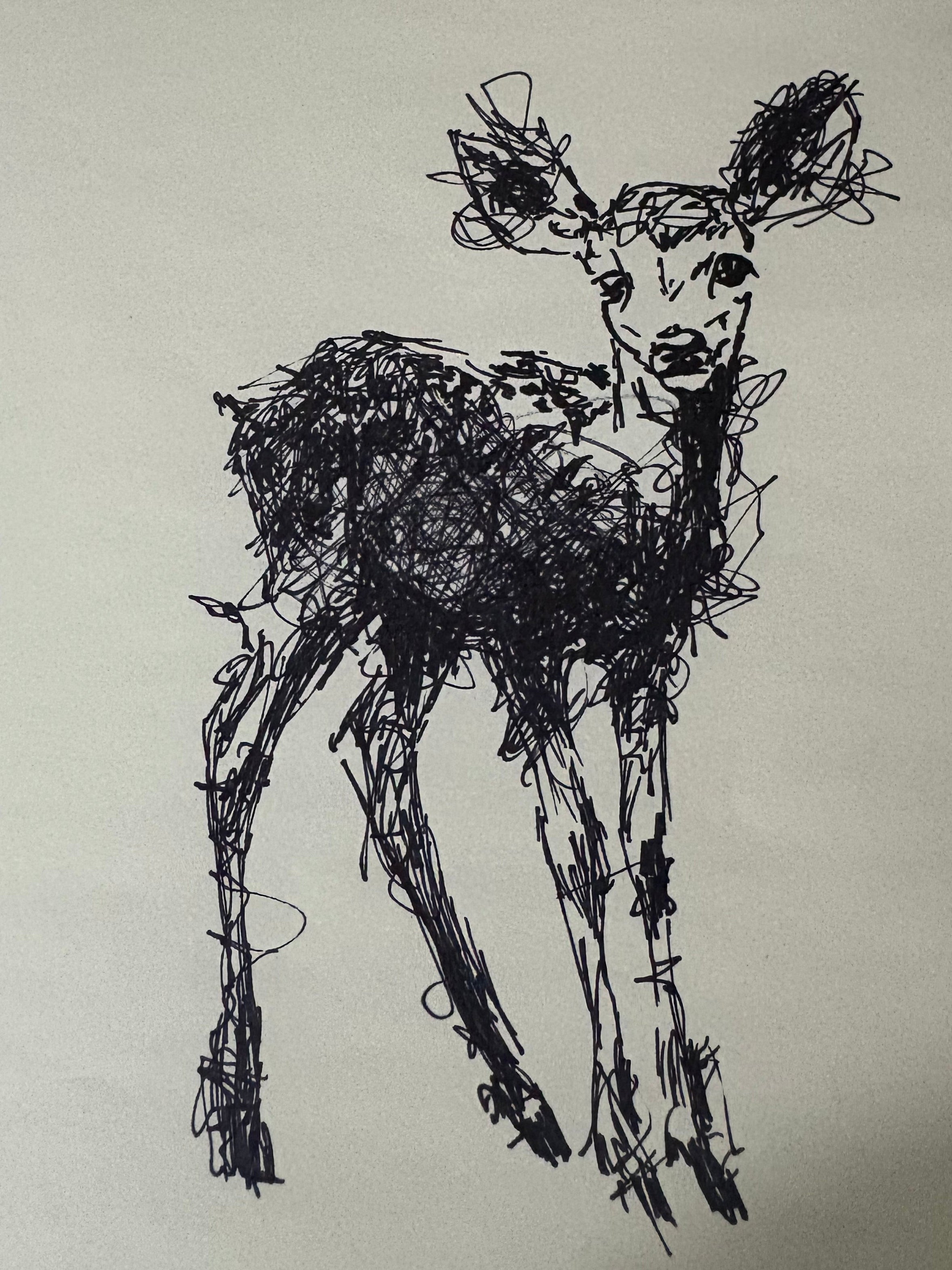Fawn